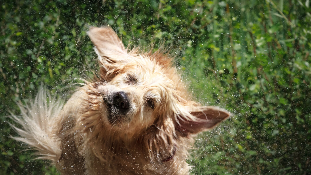 Mein Hund zittert 11 Ursachen PURINA